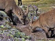 62 Il maschio col piccolo succhia il sale da terra